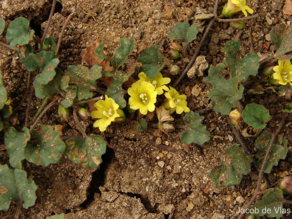 Merremia emarginata (Burm.f.) Hallier f.